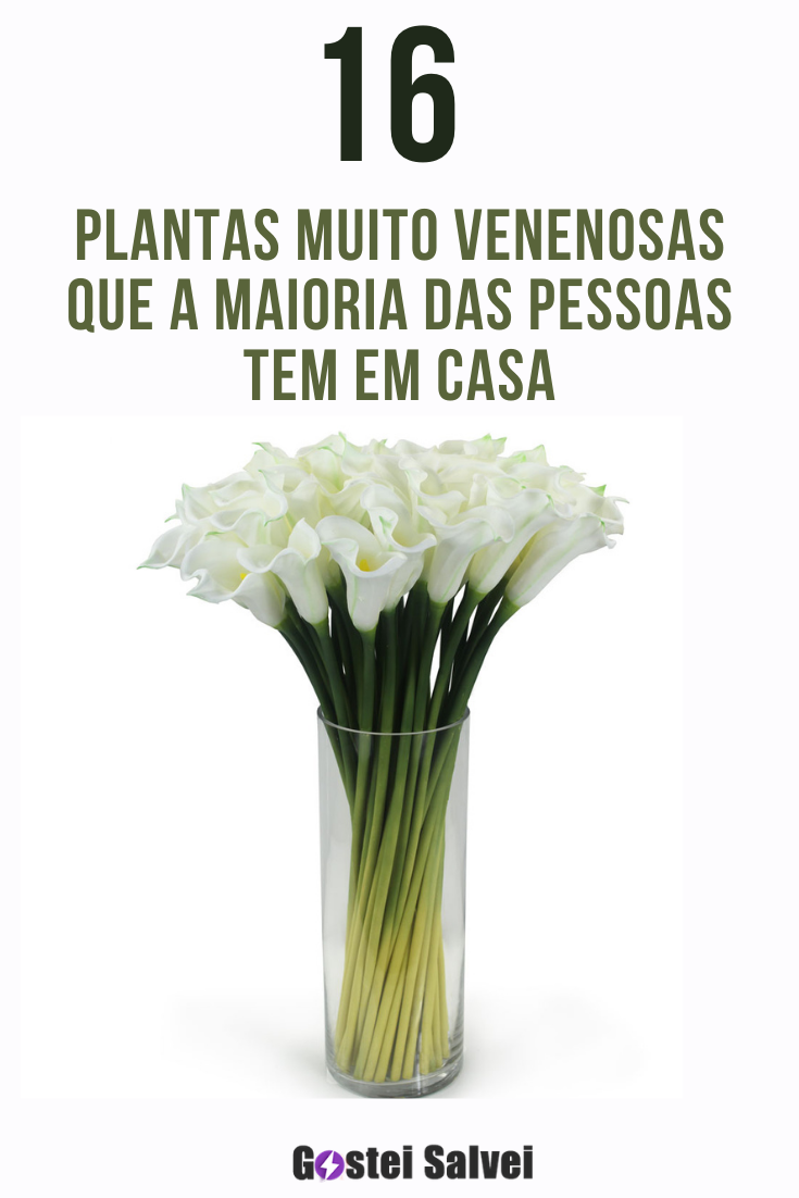 You are currently viewing 16 Plantas muito venenosas que a maioria das pessoas tem em casa