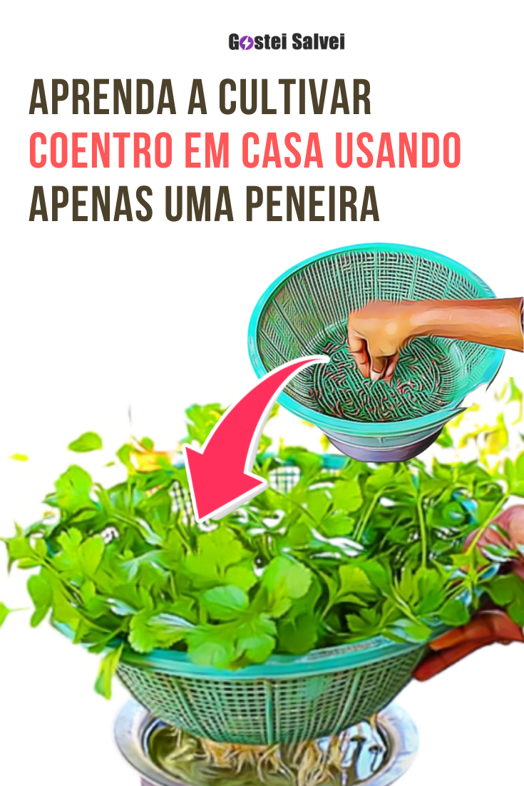 You are currently viewing Aprenda a cultivar coentro em casa usando apenas uma peneira