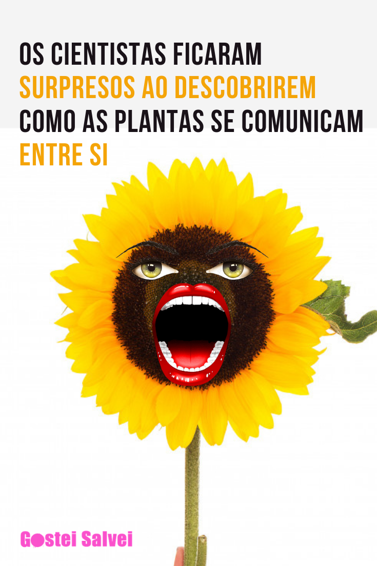 You are currently viewing Os cientistas ficaram surpresos ao descobrirem como as plantas se comunicam entre si