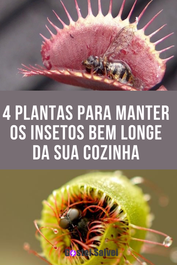 You are currently viewing 4 Plantas para manter os insetos bem longe da sua cozinha