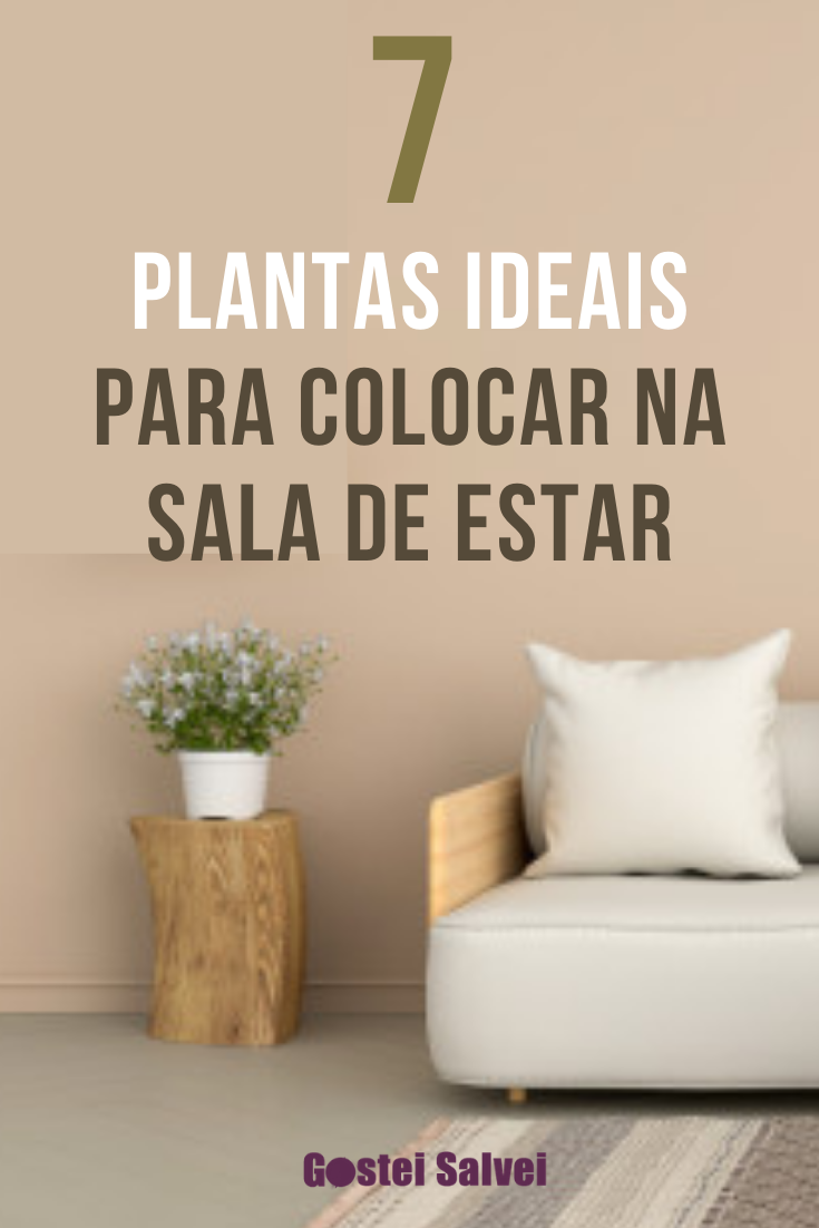 You are currently viewing 7 Plantas ideais para colocar na sala de estar