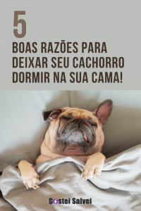 Read more about the article 5 Boas razões para deixar seu cachorro dormir na sua cama!