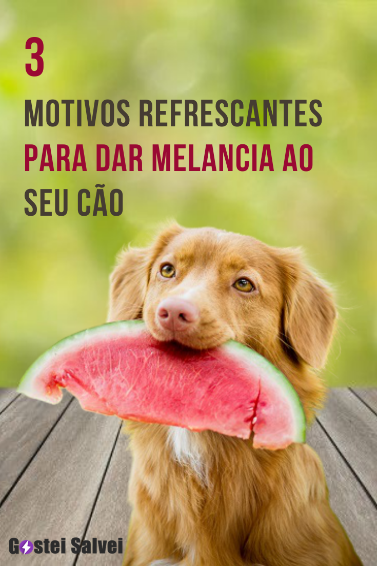 You are currently viewing 3 Motivos refrescantes para dar melancia ao seu cão