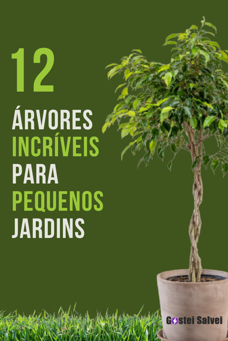 You are currently viewing 12 Árvores incríveis para pequenos jardins
