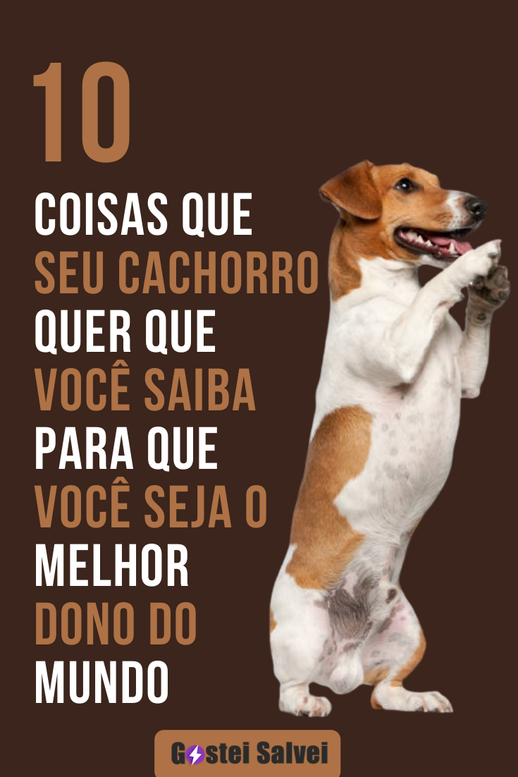 You are currently viewing 10 Coisas que seu cachorro quer que você saiba para que você seja o melhor dono do mundo