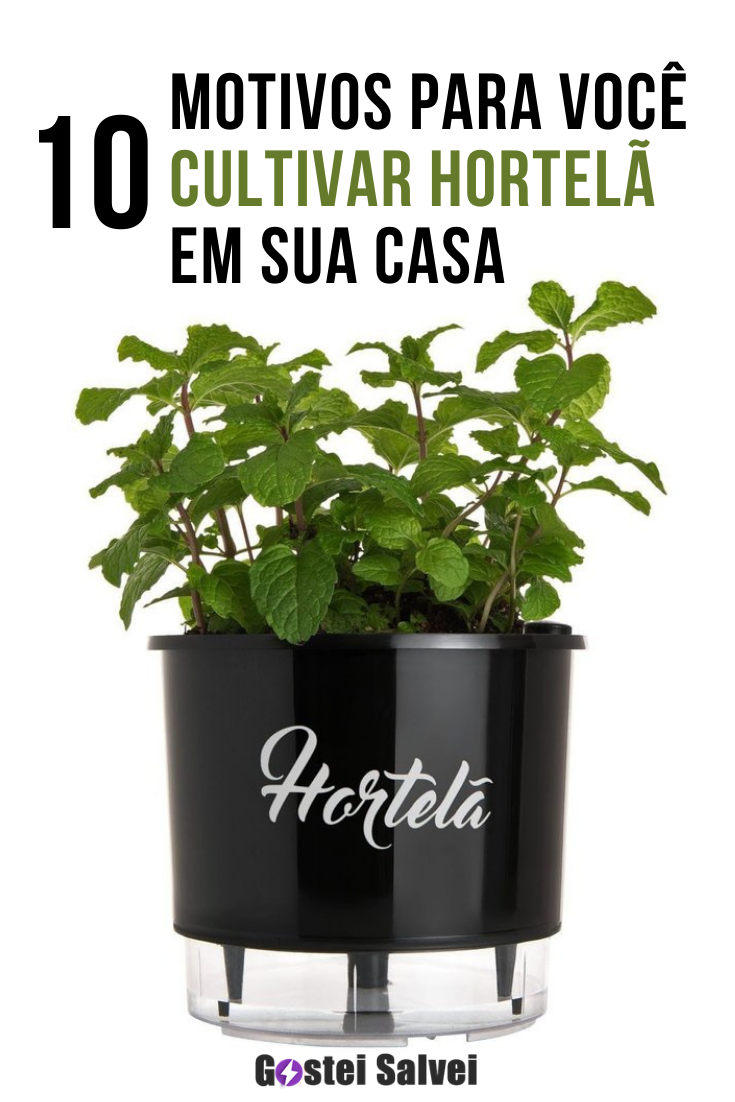 You are currently viewing 10 Motivos para você cultivar hortelã em sua casa