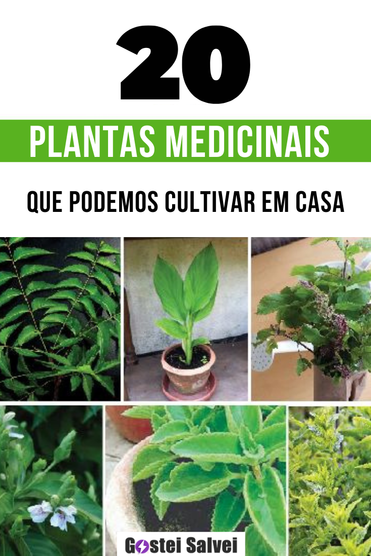 Você está visualizando atualmente 20 Plantas medicinais que podemos cultivar em casa