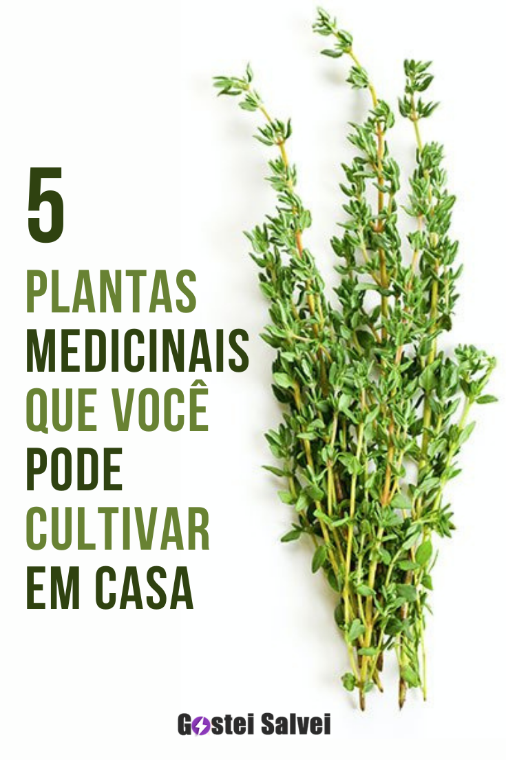 You are currently viewing 5 Plantas medicinais que você pode cultivar em casa