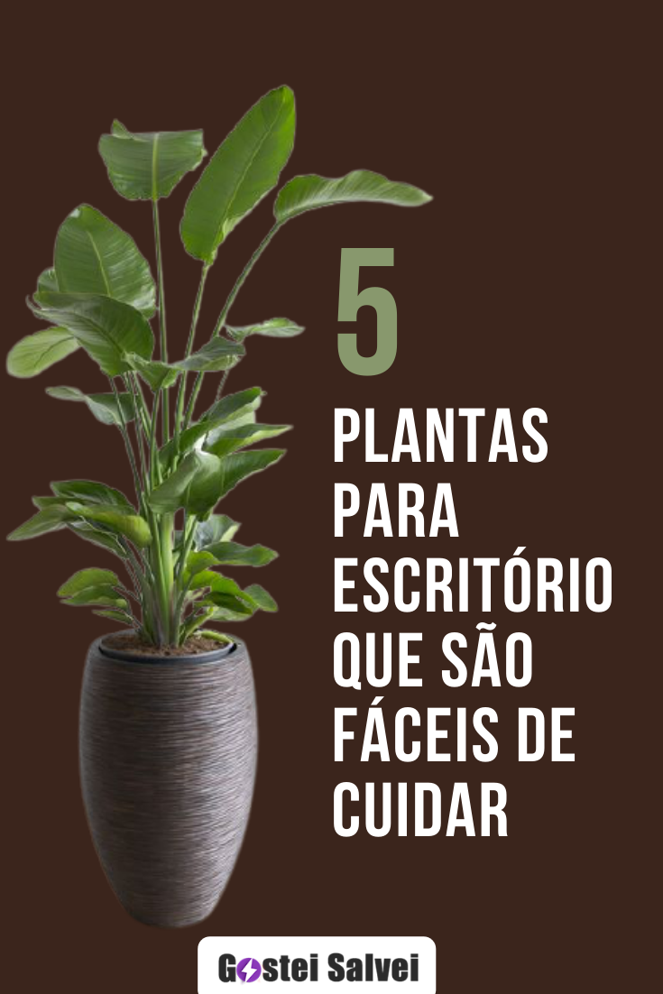 You are currently viewing 5 Plantas para escritório que são fáceis de cuidar