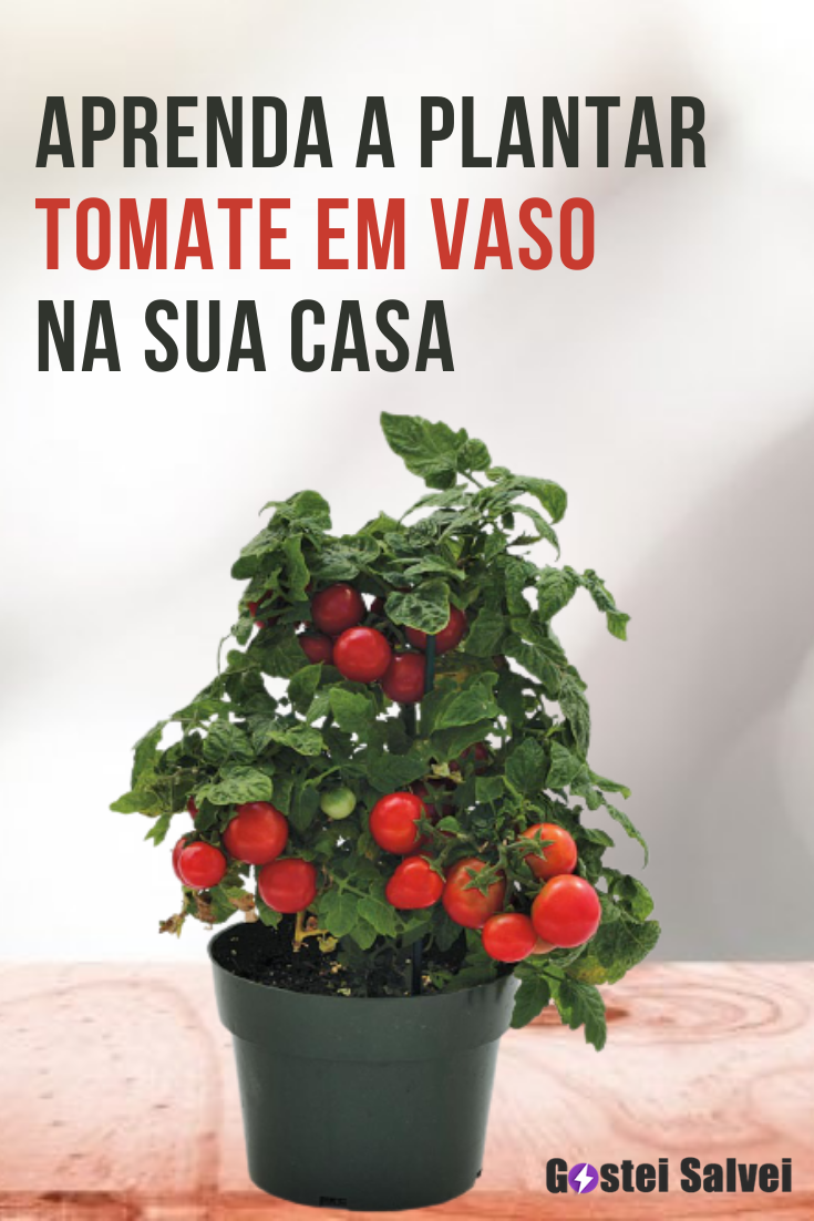 You are currently viewing Aprenda a plantar tomate em vaso na sua casa