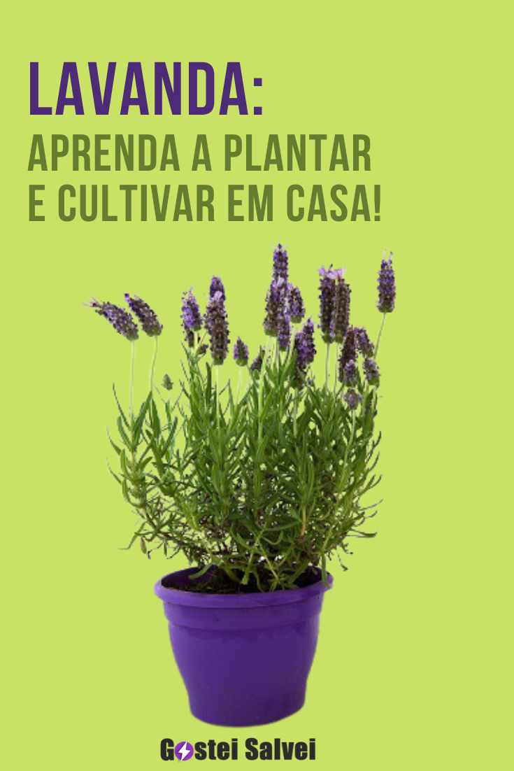 You are currently viewing Lavanda: Aprenda a plantar e cultivar em casa!