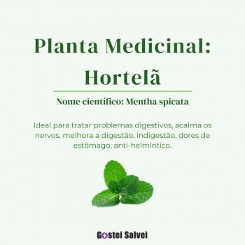 5 Plantas medicinais que você pode cultivar em casa – GosteiSalvei