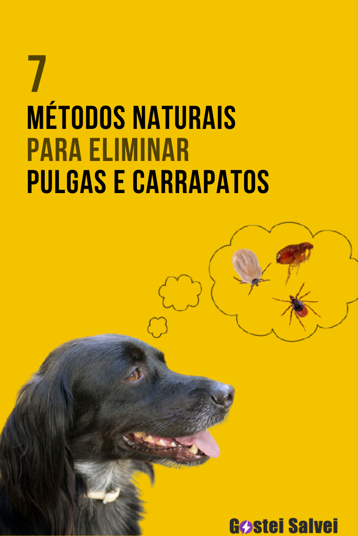 You are currently viewing 7 Métodos naturais para eliminar pulgas e carrapatos