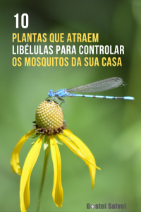 Read more about the article 10 Plantas que atraem libélulas para controlar a quantidade de mosquitos