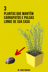 Read more about the article 3 Plantas que mantêm carrapatos e pulgas longe de sua casa