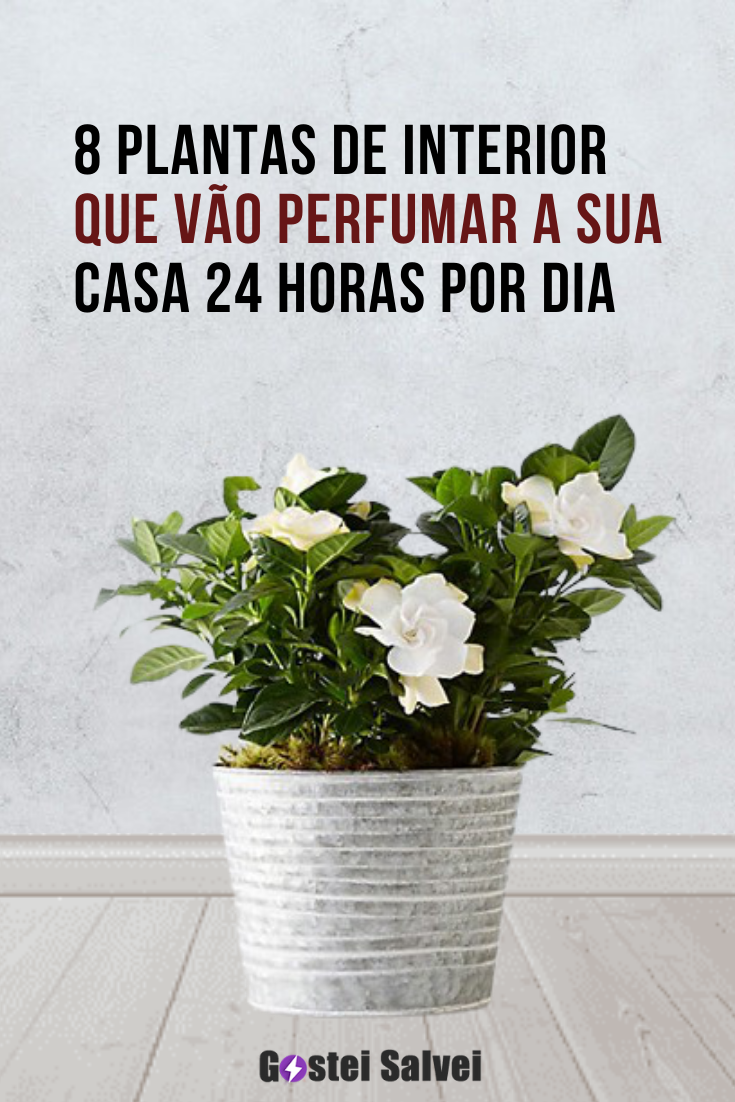 Você está visualizando atualmente 8 Plantas de interior que vão perfumar a sua casa 24 horas por dia