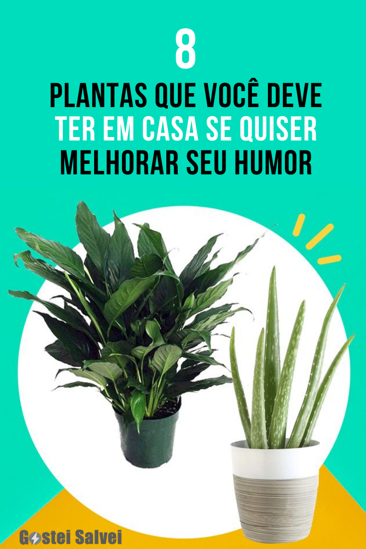 You are currently viewing 8 Plantas que você deve ter em casa se quiser melhorar seu humor