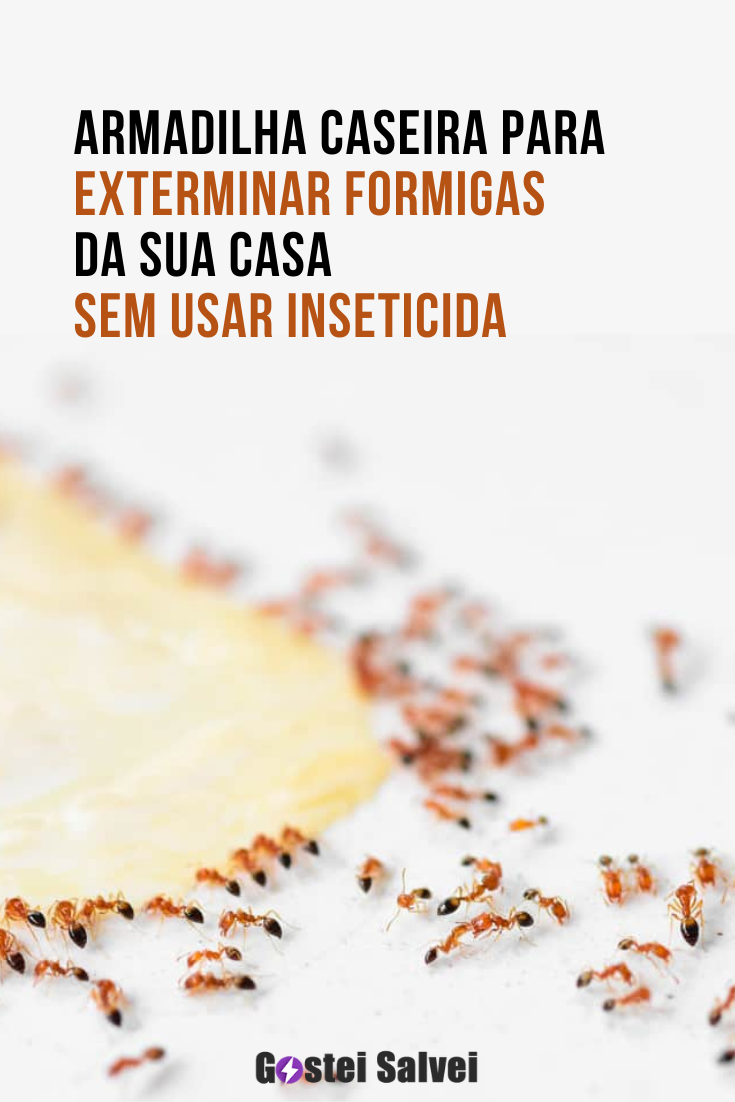You are currently viewing Armadilha caseira para exterminar formigas da sua casa sem usar inseticida