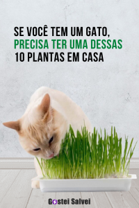 Read more about the article Se você tem um gato, precisa ter uma dessas 10 Plantas em casa