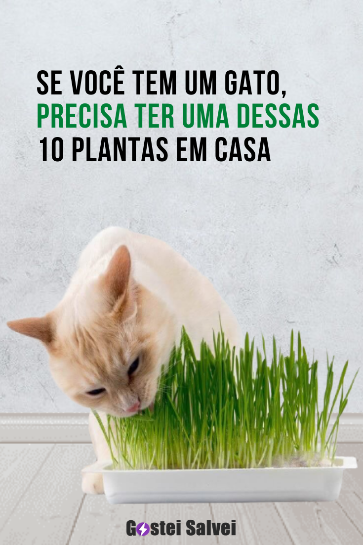 Você está visualizando atualmente Se você tem um gato, precisa ter uma dessas 10 Plantas em casa