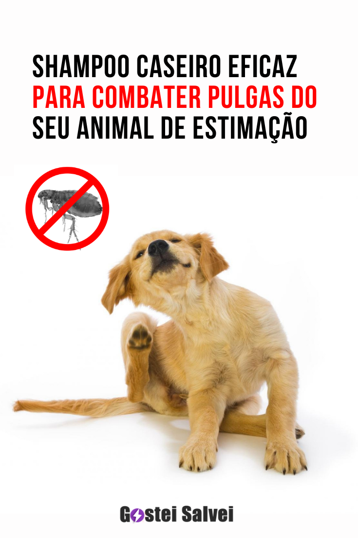 You are currently viewing Shampoo caseiro eficaz para combater pulgas do seu animal de estimação