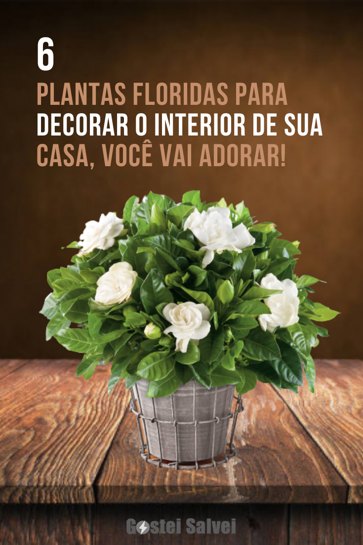 You are currently viewing 6 Plantas floridas para decorar o interior de sua casa, você vai adorar!