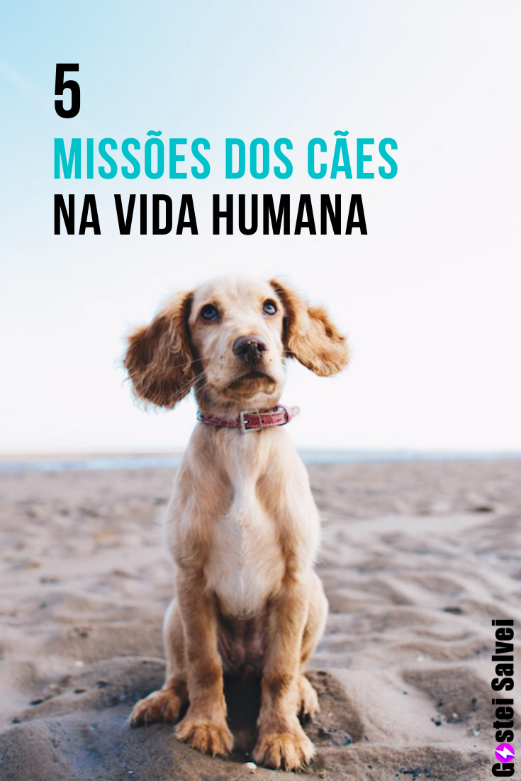 You are currently viewing 5 Missões dos cães na vida humana
