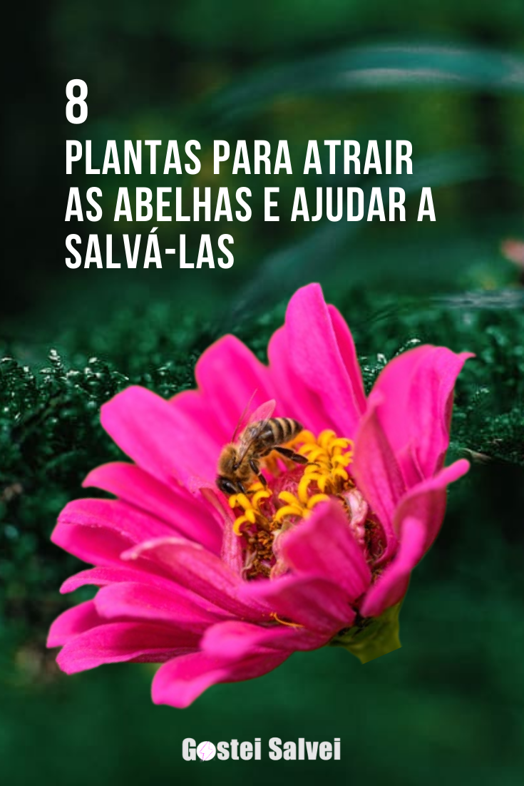 You are currently viewing 8 Plantas para atrair as abelhas e ajudar a salvá-las