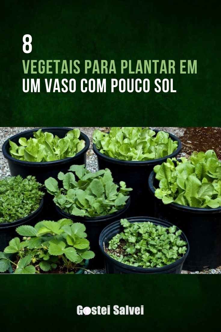You are currently viewing 8 Vegetais para plantar em um vaso com pouco sol