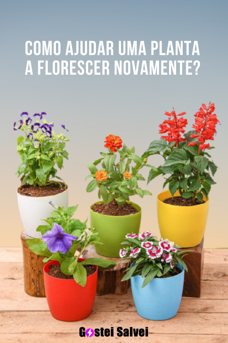 You are currently viewing Como ajudar uma planta a florescer novamente?