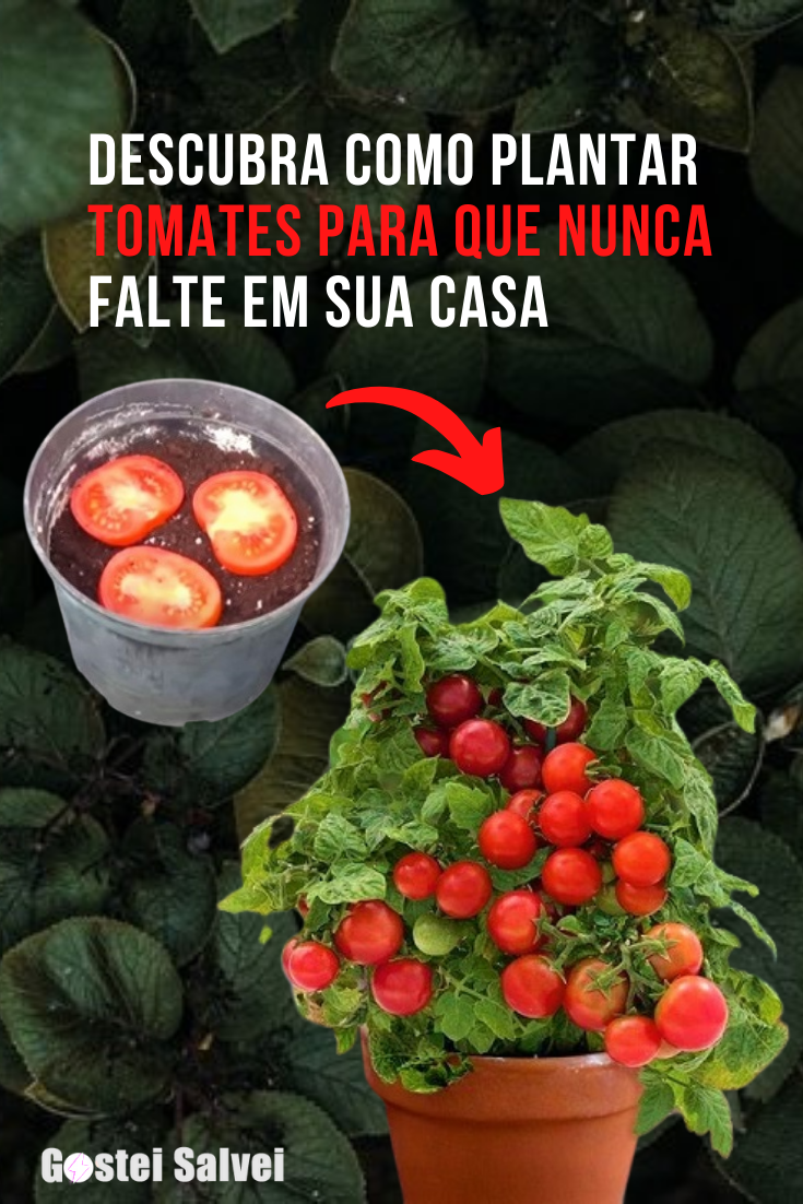 You are currently viewing Descubra como plantar tomates para que nunca falte em sua casa