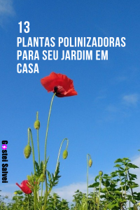 Read more about the article 13 Plantas polinizadoras para o seu jardim ou pomar em casa