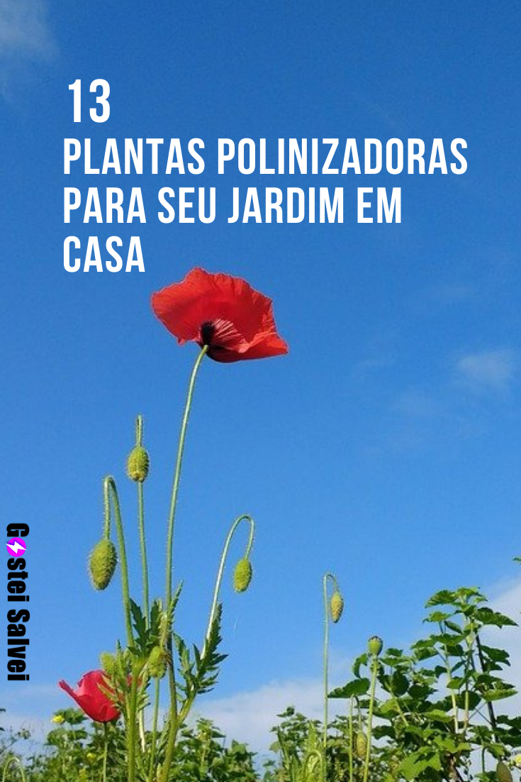 You are currently viewing 13 Plantas polinizadoras para o seu jardim ou pomar em casa