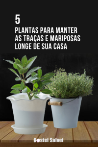 Read more about the article 5 Plantas para manter as traças e mariposas longe de sua casa