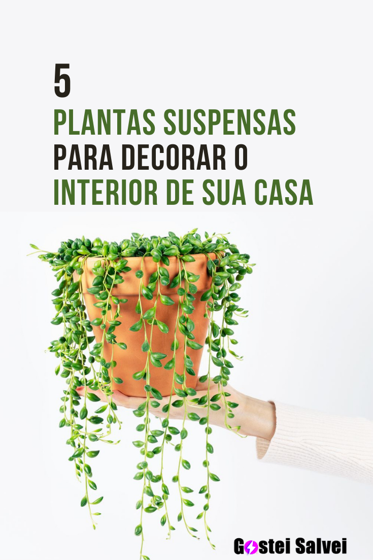 You are currently viewing 5 Plantas suspensas para decorar o interior de sua casa