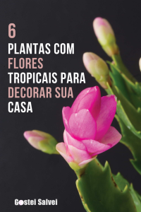 Read more about the article 6 Plantas com flores tropicais para decorar sua casa