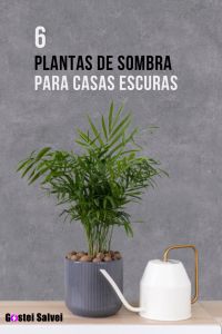 Read more about the article 6 Plantas de sombra para casas escuras