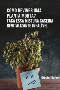 Read more about the article Como reviver uma planta morta? Faça essa mistura caseira revitalizante infalível