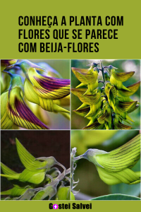 Read more about the article Conheça a planta com flores que se parece com beija-flores