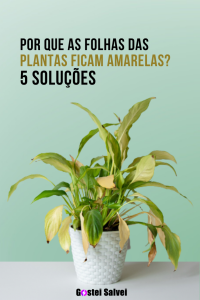 Read more about the article Por que as folhas das plantas ficam amarelas? Damos 5 soluções