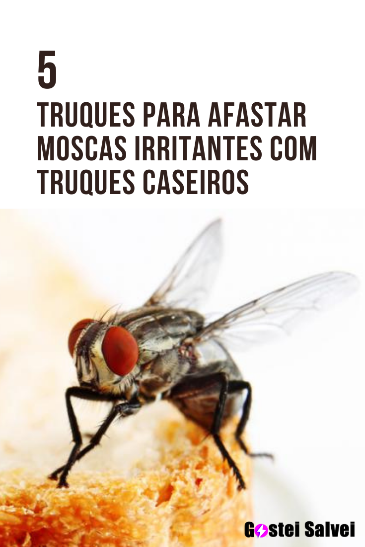 You are currently viewing 5 Truques para afastar moscas irritantes com truques caseiros
