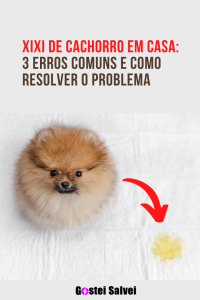 Leia mais sobre o artigo Xixi do cão em casa: 3 erros comuns e como resolver o problema