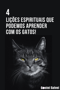 Read more about the article 4 Lições espirituais que podemos aprender com os gatos!