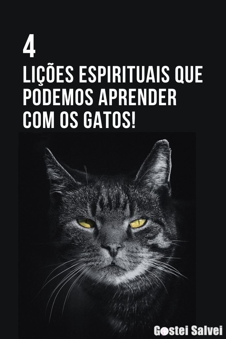 You are currently viewing 4 Lições espirituais que podemos aprender com os gatos!