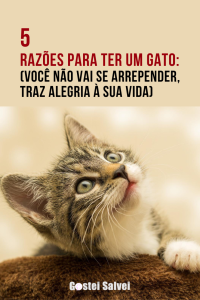 Read more about the article 5 Razões para ter um gato: Você não vai se arrepender, traz alegria à sua vida