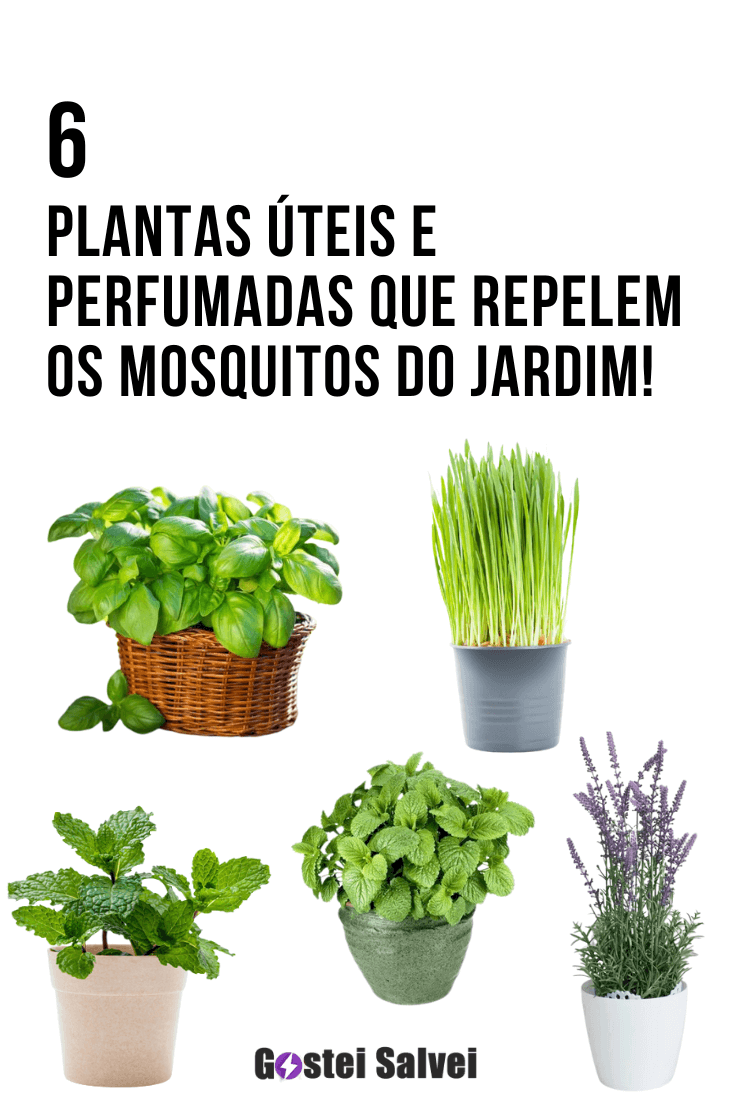 You are currently viewing <strong>6 Plantas úteis e perfumadas que repelem os mosquitos do jardim!</strong>