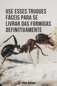 Read more about the article <strong>Use esses truques fáceis para se livrar das formigas definitivamente</strong>