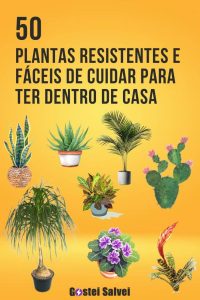 Leia mais sobre o artigo 50 Plantas resistentes e fáceis de cuidar para ter dentro de casa