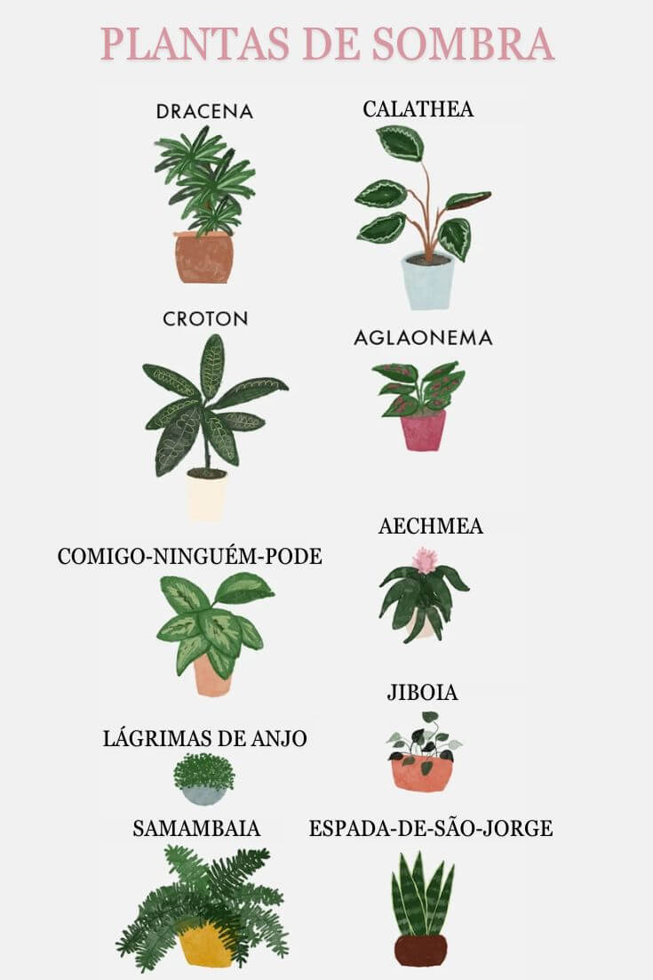 Você está visualizando atualmente 10 Plantas de sombra perfeitas para ter dentro de casa