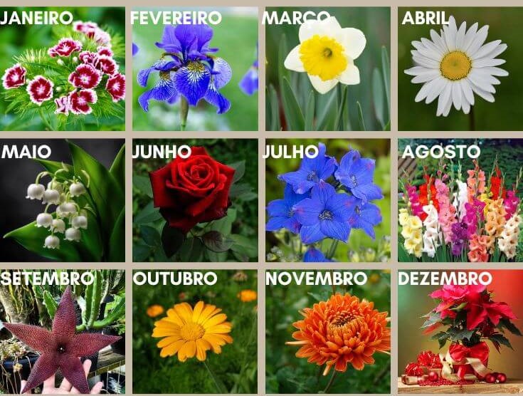 Você está visualizando atualmente Qual é o seu mês de nascimento? Descubra a qual flor ela está associada e leia os segredos da sua personalidade!